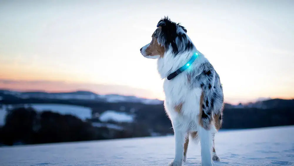 A dog on snow at dusk wearing a bright LEUCHTIE LED Dog Collar looking into distance