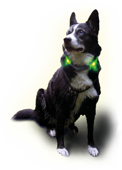 Leuchtie Easy Charge - Motion Sensor LED Dog Collar