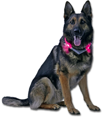 Leuchtie Easy Charge - Motion Sensor LED Dog Collar