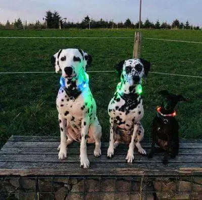 Two Dalmatians and a small black dog outdoors wearing glowing LEUCHTIE LED dog collars.