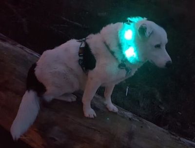 White dog sitting on a log outdoors wearing a glowing turquoise LEUCHTIE LED dog collar.