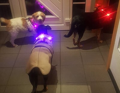Three dogs indoors wearing glowing purple and red LEUCHTIE LED dog collars.