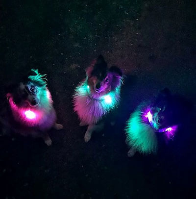 Three Shetland Sheepdogs outdoors at night wearing colourful glowing LEUCHTIE LED dog collars.