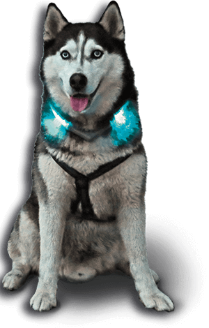 Leuchtie Plus - Motion Sensor LED Dog Collar