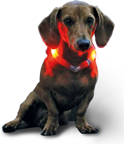 Leuchtie Mini - Motion Sensor LED Dog Collar