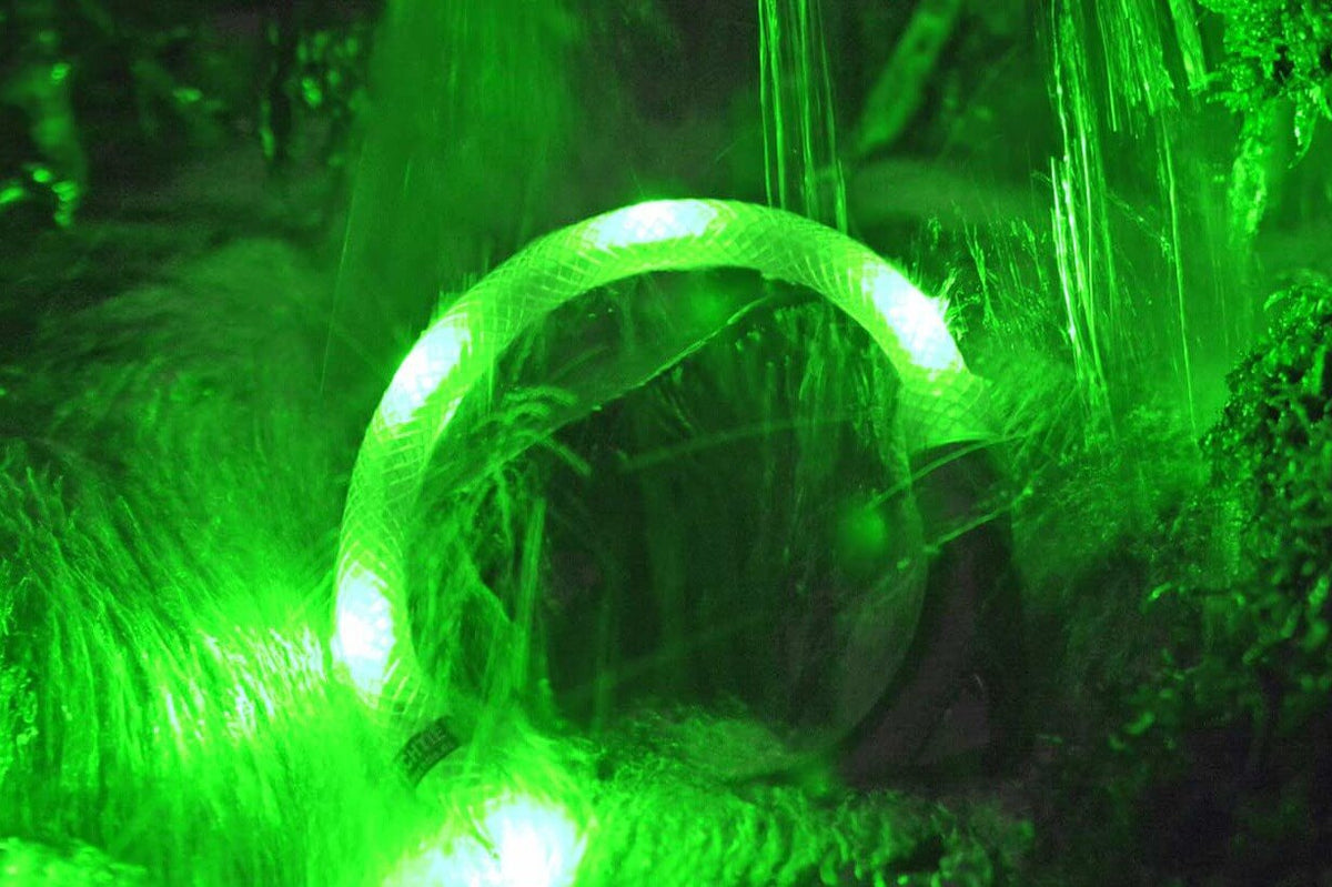 LEUCHTIE green LED dog collar in a river