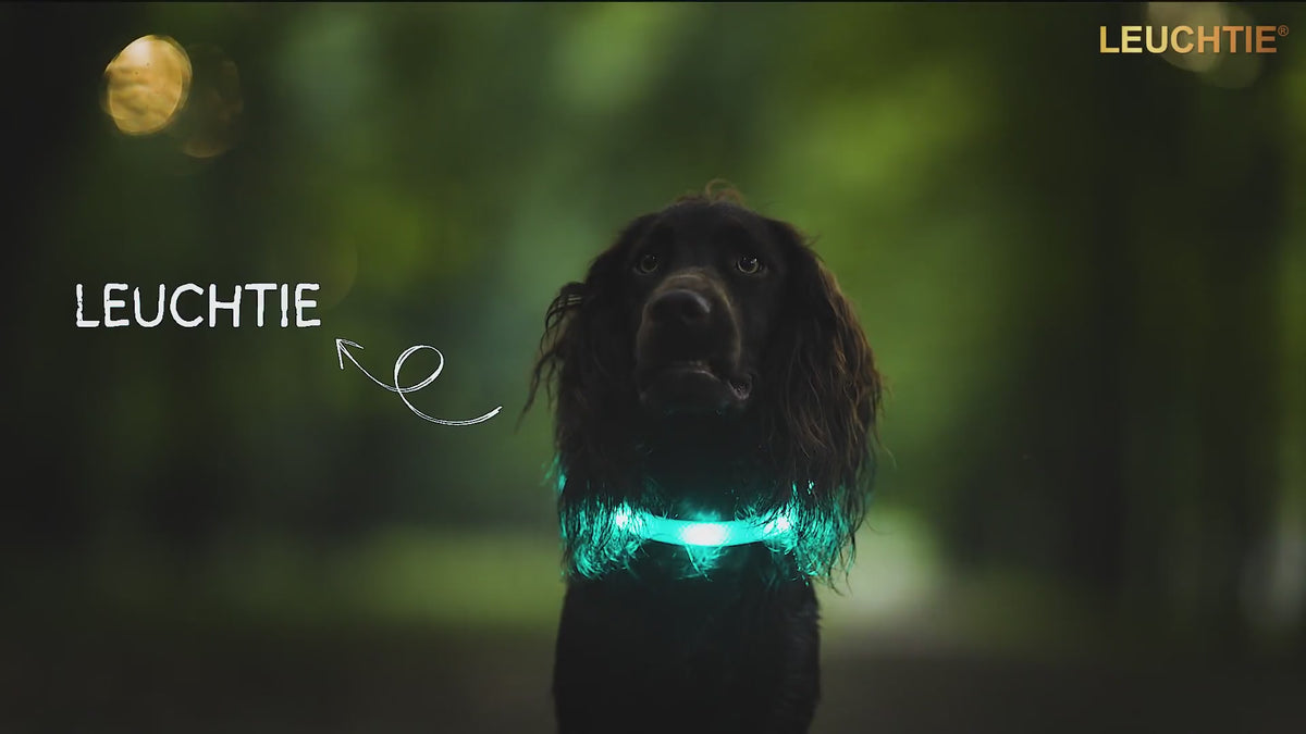 Dogs wearing illuminated LEUCHTIE LED dog collars outdoors, demonstrating visibility in low-light conditions.