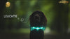 Dogs wearing illuminated LEUCHTIE LED dog collars outdoors, demonstrating visibility in low-light conditions.