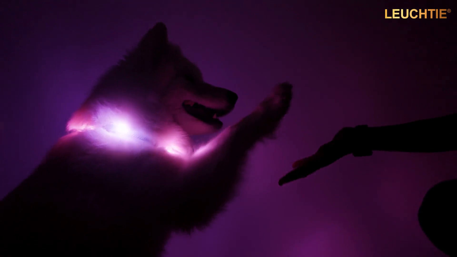 LEUCHTIE LED dog collars in action, showing dogs wearing brightly illuminated collars outdoors after dark.